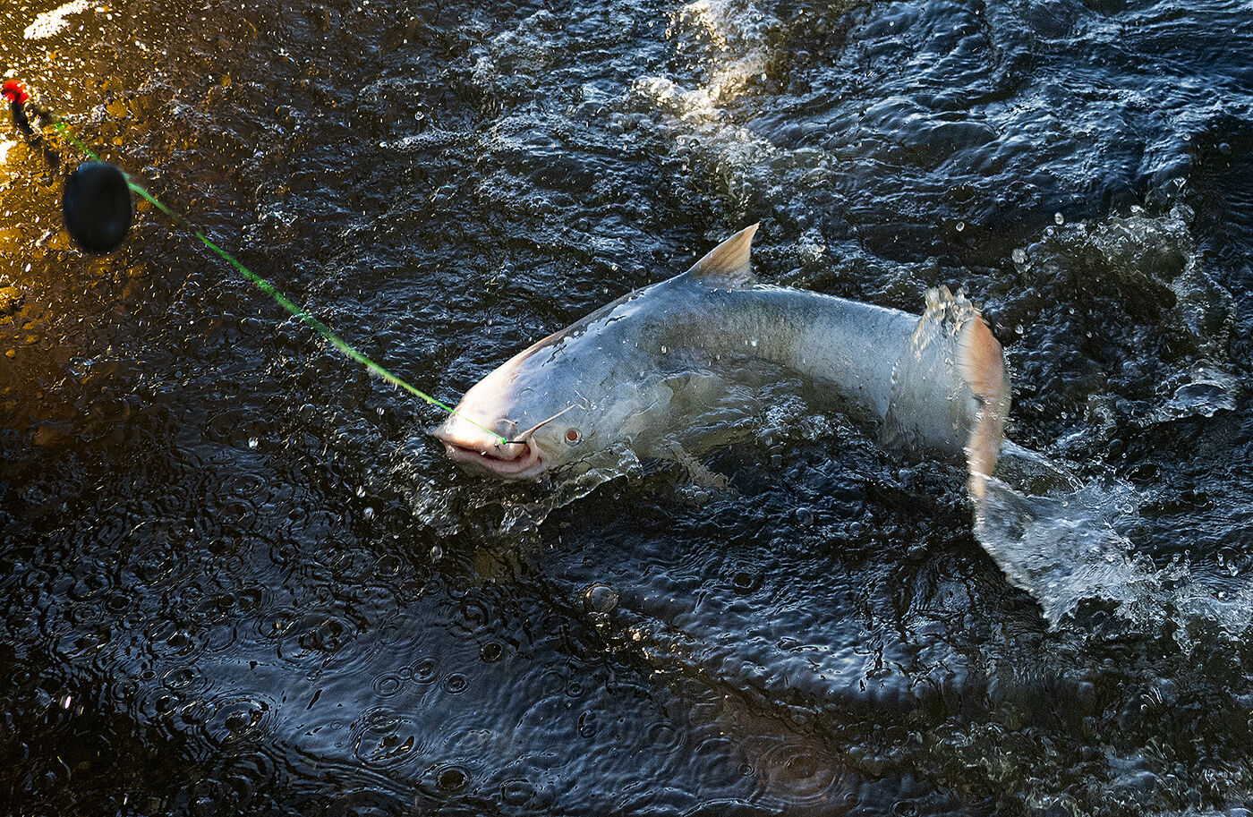 Blue catfish